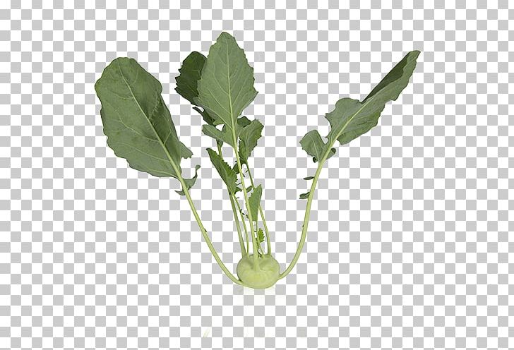 Spring Greens Kohlrabi Cauliflower Romanesco Broccoli PNG, Clipart, Arancia Navel, Brassica Oleracea, Broccoli, Capitata Group, Cauliflower Free PNG Download