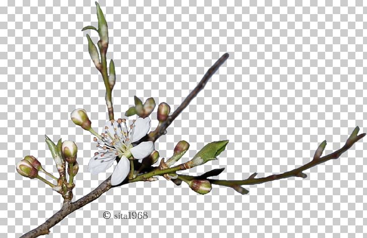 Spring Bud Plant Stem Drawing Web Page PNG, Clipart, Blossom, Branch, Bud, Drawing, Flora Free PNG Download