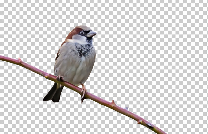 House Sparrow Finches American Sparrows Wrens Common Nightingale PNG, Clipart, American Sparrows, Beak, Biology, Birds, Common Nightingale Free PNG Download