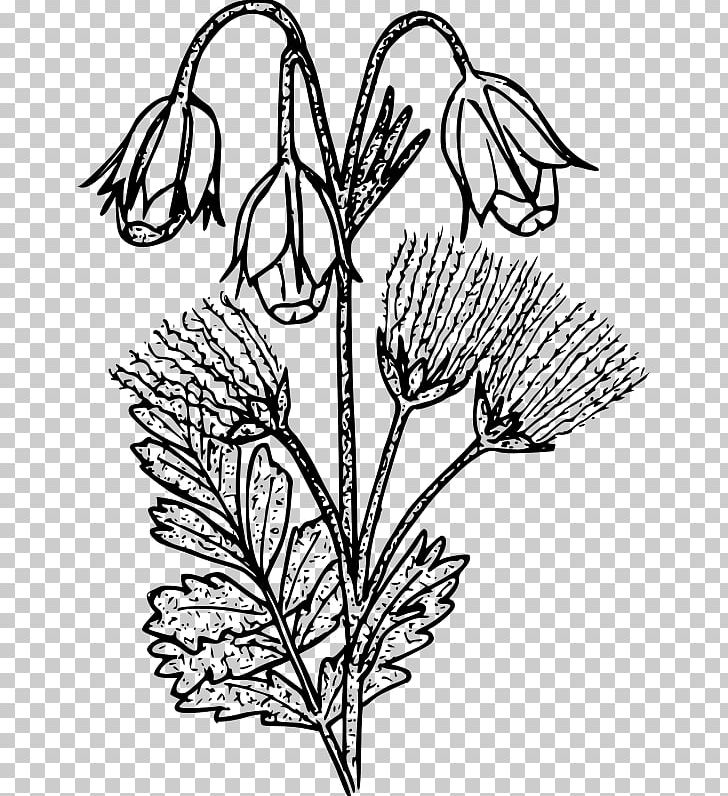Drawing Geum Triflorum Plant PNG, Clipart, Art, Artwork, Black And White, Branch, Commodity Free PNG Download
