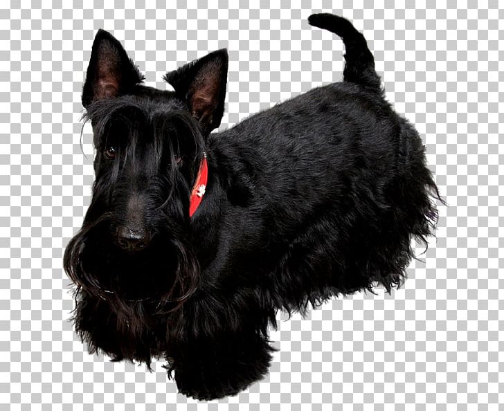 Scottish Terrier Miniature Schnauzer Black Russian Terrier Poodle Labrador Retriever PNG, Clipart, Black Russian Terrier, Breed, Bulldog, Carnivoran, Dog Free PNG Download