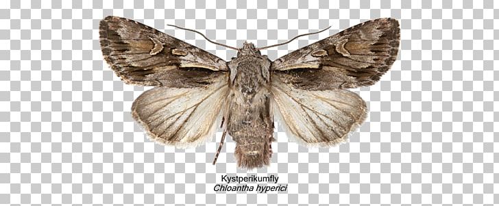 Silkworm Moth Brush-footed Butterflies IPhone Naver Blog PNG, Clipart, Apple, Arthropod, Blog, Bombycidae, Brush Footed Butterfly Free PNG Download