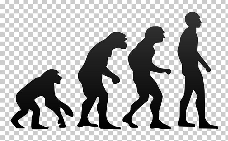 Chimpanzee Ape Human Evolution Homo Sapiens PNG, Clipart, Ape, Biology, Bipedalism, Charles Darwin, Chimpanzee Free PNG Download