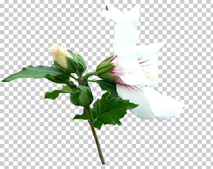 Mallows Cut Flowers Plant Stem Artificial Flower PNG, Clipart, Artificial Flower, Cut Flowers, Family, Fleur, Flower Free PNG Download