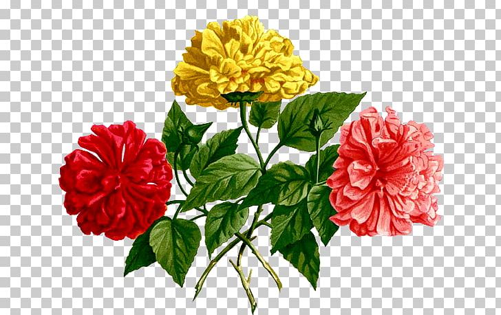 Photography Others Annual Plant PNG, Clipart, Annual Plant, Carnation, China Rose, Cut Flowers, Dahlia Free PNG Download