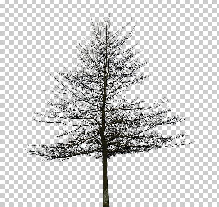 Portable Network Graphics Architectural Rendering Architecture Tree PNG, Clipart, Architectural Rendering, Architecture, Black And White, Branch, Christmas Tree Free PNG Download