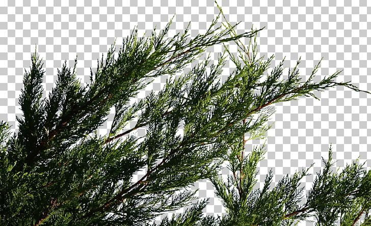 Spruce Fir Pine Tamarack Tree PNG, Clipart, Biome, Branch, Casuarina, Conifer, Conifer Cone Free PNG Download