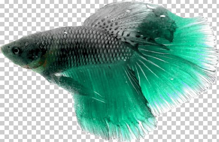 Fish Turquoise Tail .cf PNG, Clipart, Animals, Fish, Interesting, Organism, Remix Free PNG Download