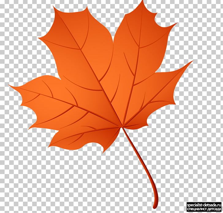 Maple Leaf PNG, Clipart, Alder, Autumn, Autumn Leaves, Birch, Flowering ...