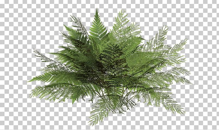 Plant Shrub Photography PNG, Clipart, 3d Computer Graphics, Box, Bryophyte, Burknar, Conifer Free PNG Download