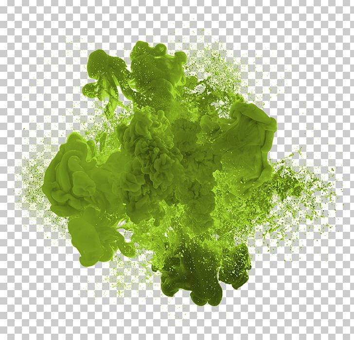 Stock Photography Lettuce PNG, Clipart, Book, Green, Green Algae, Green Ink, Herb Free PNG Download