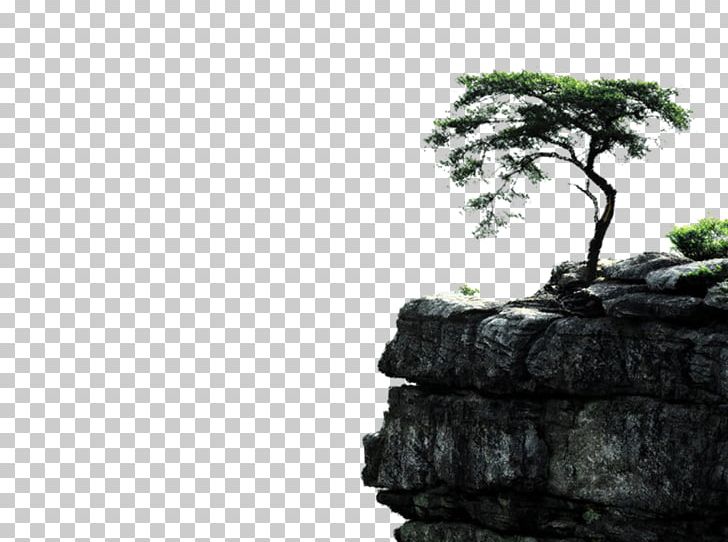 Tree Desktop Pine PNG, Clipart, Agac, Agac Resimleri, Aspen, Bonsai, Desktop Wallpaper Free PNG Download