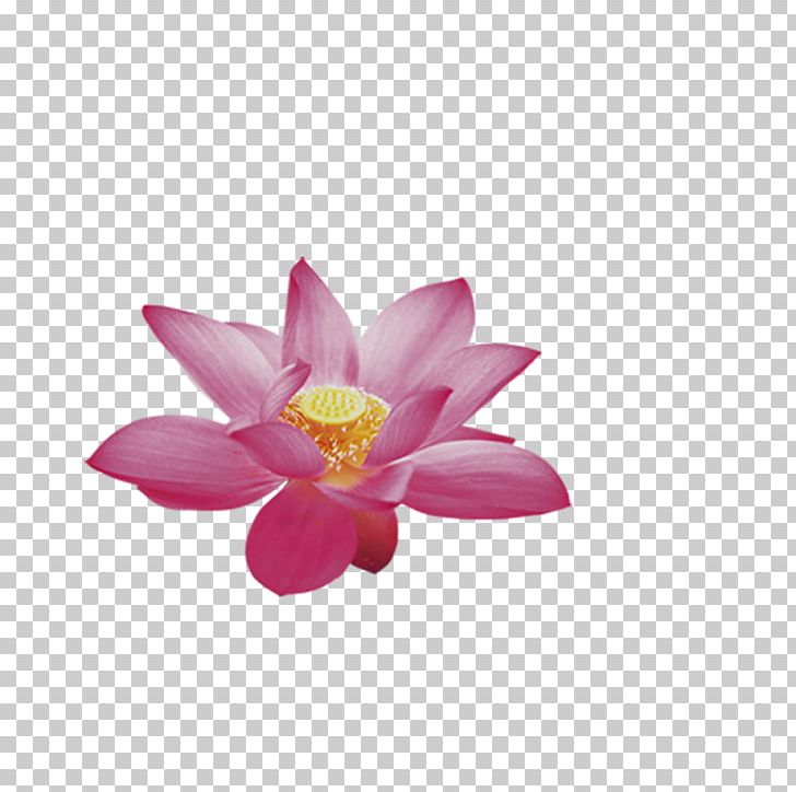 Nelumbo Nucifera PNG, Clipart, Aquatic Plant, Computer Wallpaper, Dahlia, Download, Drawing Free PNG Download