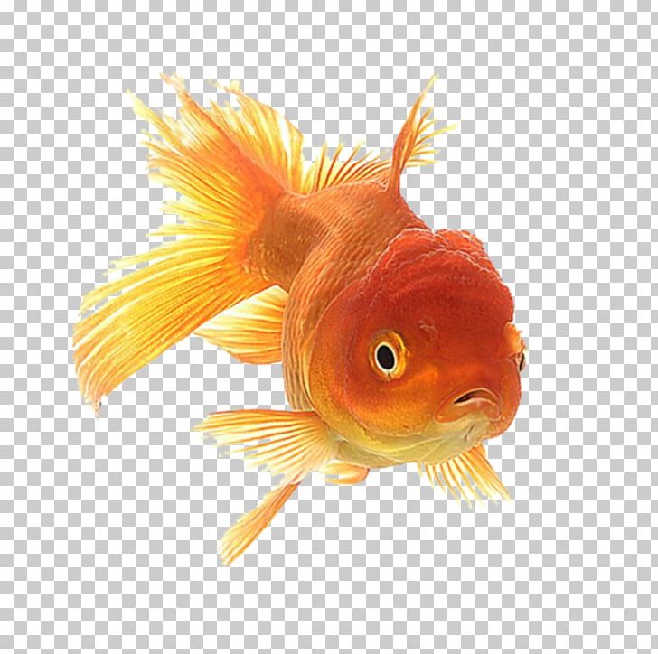 Oranda Ryukin Animation Giphy PNG, Clipart, Animation, Aquarium, Bony Fish, Cartoon, Feeder Fish Free PNG Download