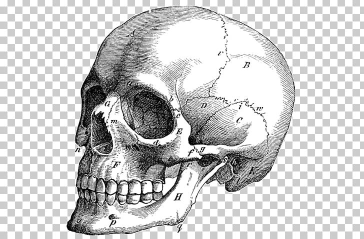 Skull Graphics Illustration Drawing Anatomy PNG, Clipart, Anatomy, Black And White, Bone, Diagram, Drawing Free PNG Download