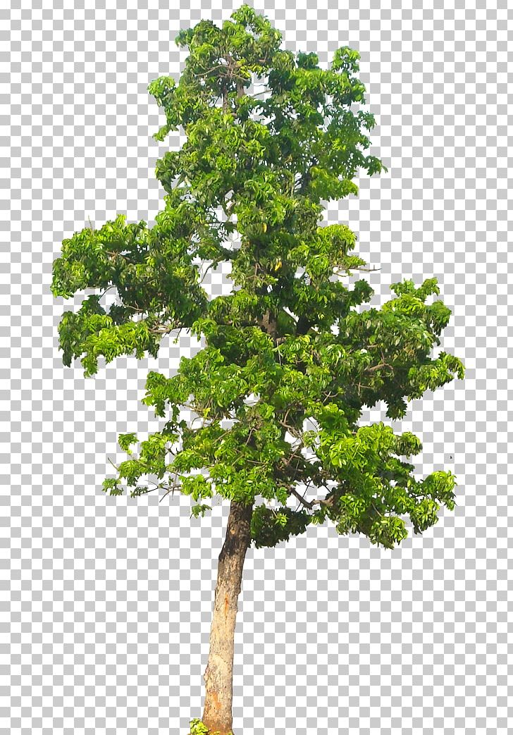 Tree Computer Icons PNG, Clipart, Architectural Rendering, Branch, Clip Art, Computer Icons, Download Free PNG Download