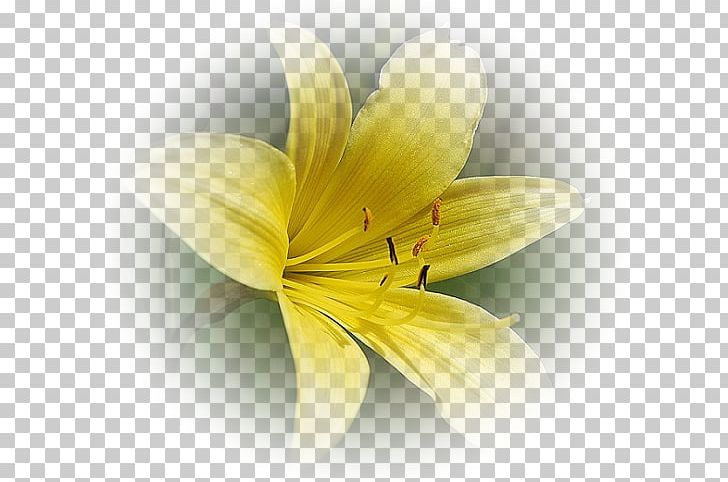 Yellow Flower Red White PNG, Clipart, Closeup, Clothing, Color, Computer Wallpaper, Desktop Wallpaper Free PNG Download