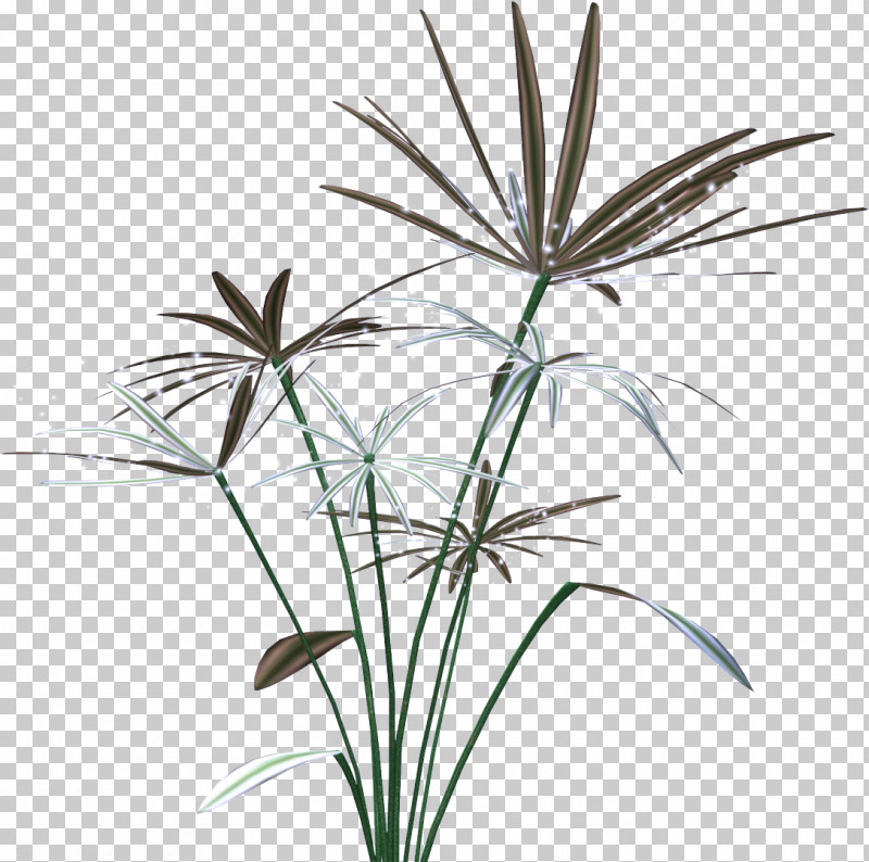 Palm Tree PNG, Clipart, Arecales, Flower, Grass, Grass Family, Leaf Free PNG Download