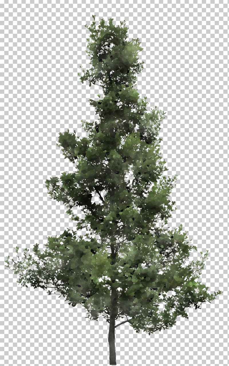 Tree Balsam Fir Shortleaf Black Spruce White Pine Yellow Fir PNG, Clipart, Balsam Fir, Colorado Spruce, Lodgepole Pine, Oregon Pine, Plant Free PNG Download