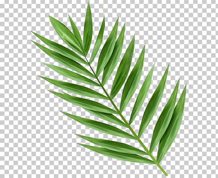 Arecaceae Leaf Palm Branch PNG, Clipart, Arecaceae, Arecales, Coconut, Desktop Wallpaper, Herbalism Free PNG Download