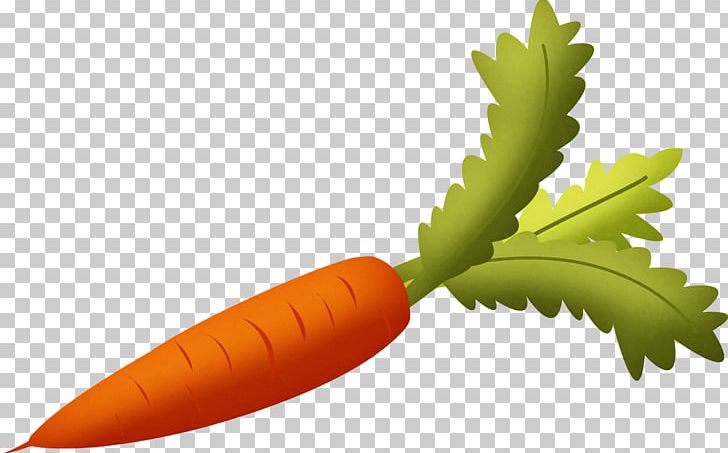 Carrot PNG, Clipart, Carrot Free PNG Download