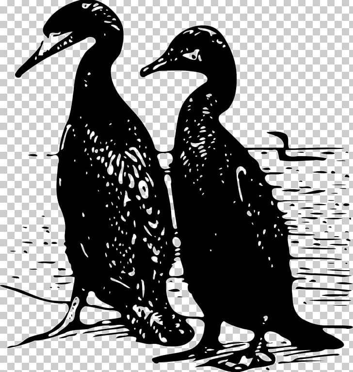 Cormorant Bird Duck PNG, Clipart, Animals, Beak, Bird, Bird Of Prey, Black And White Free PNG Download