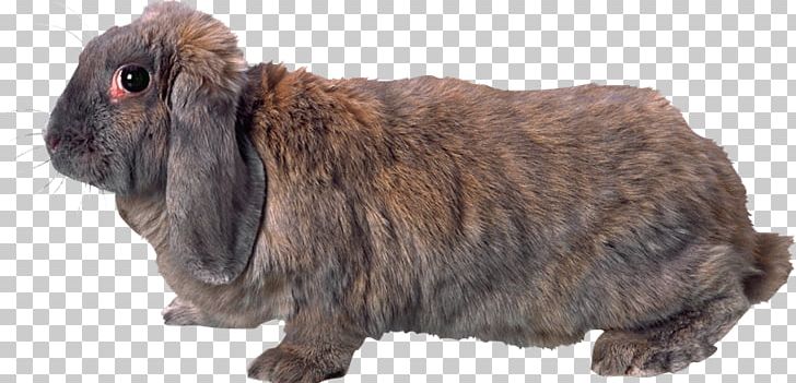 Domestic Rabbit Hare European Rabbit PNG, Clipart, Domestic Rabbit, European Rabbit, Fur, Gimp, Hare Free PNG Download