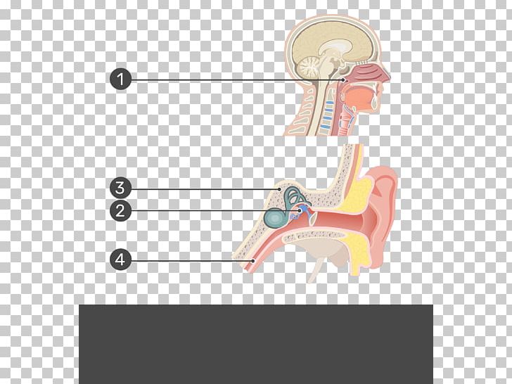 Eustachian Tube Nasopharynx Middle Ear Levator Veli Palatini PNG, Clipart, Anatomy, Angle, Arm, Auditory System, Diagram Free PNG Download
