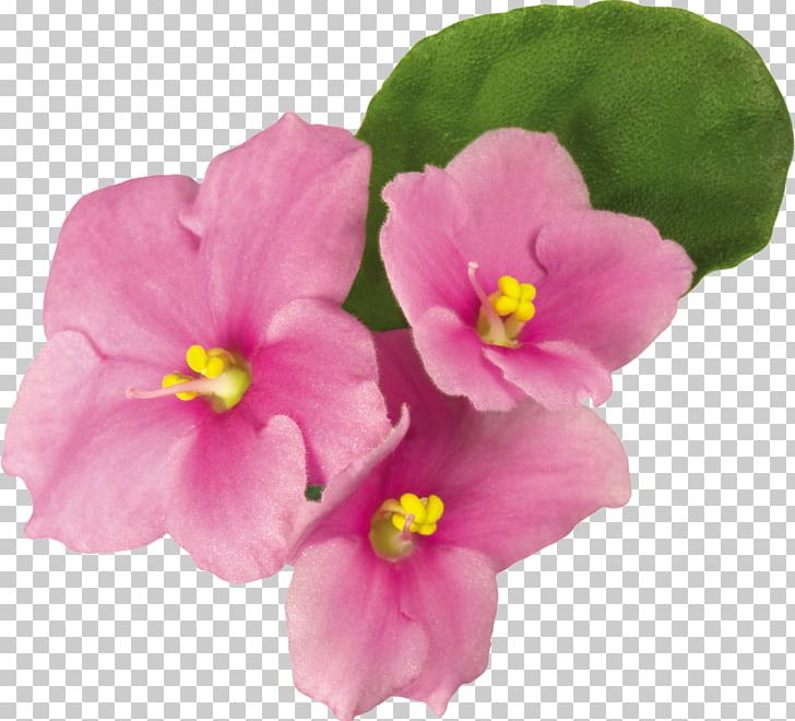 Violet Flower PNG, Clipart, Annual Plant, Download, Flower, Flowering Plant, Four O Clock Family Free PNG Download