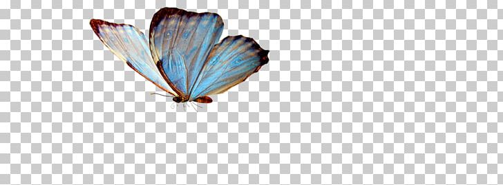 Butterfly Greta Oto PNG, Clipart, Arthropod, Butterflies And Moths, Butterfly, Css, Encapsulated Postscript Free PNG Download