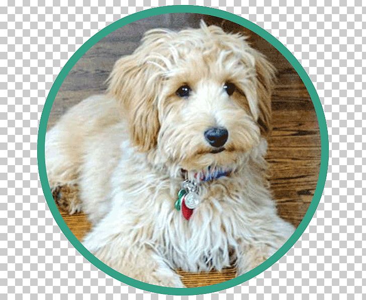 Cockapoo Dutch Smoushond Sporting Lucas Terrier Cavapoo Goldendoodle PNG, Clipart, Bread Pan, Breed, Carnivoran, Cavachon, Cavapoo Free PNG Download