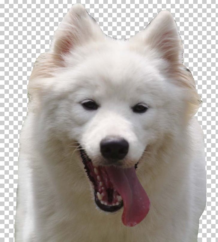 German Spitz Mittel Samoyed Dog German Spitz Klein American Eskimo Dog Korean Jindo PNG, Clipart, Carnivoran, Companion Dog, Cuteness, Dog Breed, Dog Breed Group Free PNG Download