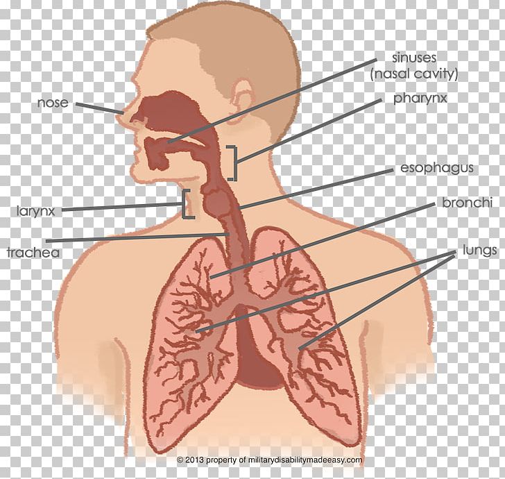 Respiratory System Lung Respiratory Tract Human Body Nasal Cavity PNG, Clipart, Abdomen, Anatomy, Angle, Arm, Breathing Free PNG Download