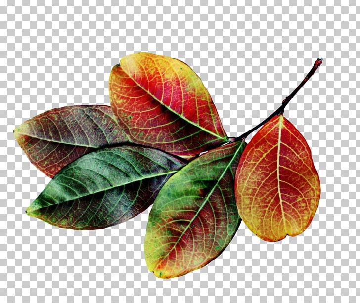 Autumn Leaf Color Autumn Leaf Color PNG, Clipart, Autumn, Autumn Leaf Color, Citation, Decoupage, Early Autumn Free PNG Download