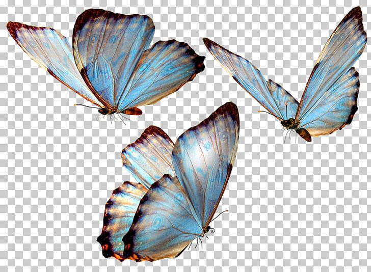 Butterfly Desktop PNG, Clipart, Arthropod, Brush Footed Butterfly, Insect, Insects, Invertebrate Free PNG Download