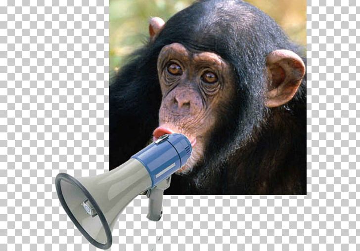 Chimpanzee Monkey Homo Sapiens Dog Celebrity PNG, Clipart, Academy Awards, Animal, Celebrity, Chimpanzee, Common Chimpanzee Free PNG Download