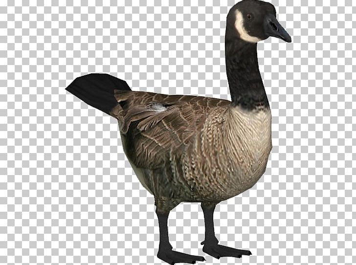 Goose PNG, Clipart, Goose Free PNG Download