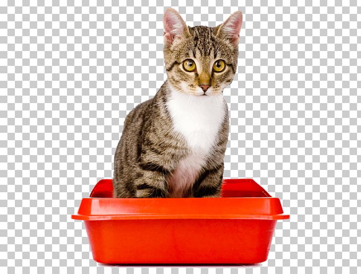Kitten Cat Litter Trays Why Does My Cat PNG, Clipart, American Shorthair, American Wirehair, Animals, Box, California Spangled Free PNG Download