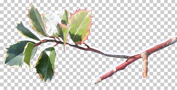 Plant Ilex Cornuta Christmas Transparency And Translucency Twig PNG, Clipart, Advent Wreath, Branch, Christmas, Flowering Plant, Food Drinks Free PNG Download