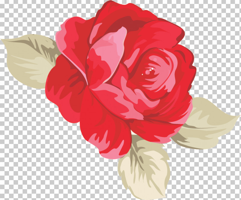 One Flower One Rose Valentines Day PNG, Clipart, Camellia, Cut Flowers, Floribunda, Flower, Garden Roses Free PNG Download