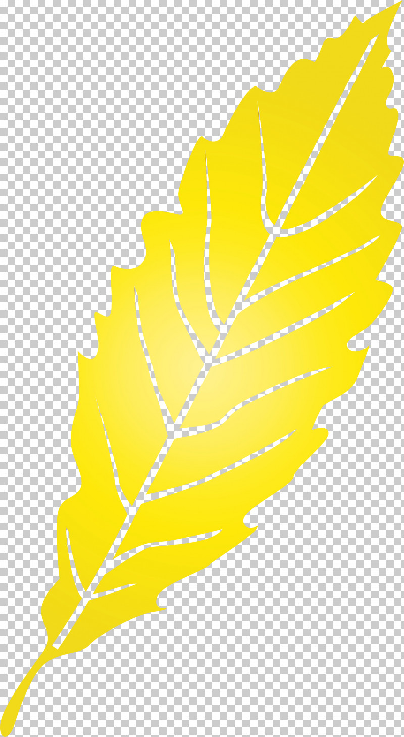 Feather PNG, Clipart, Biology, Commodity, Feather, Leaf, Paint Free PNG Download