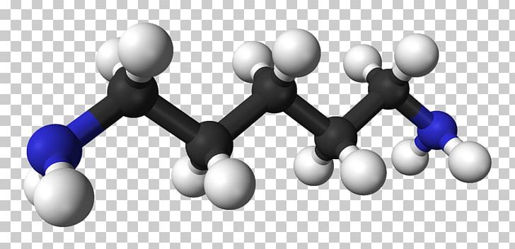 Cadaverine Molecule Diamine Putrescine PNG, Clipart, Amine, Atom, Ballandstick Model, Cadaverine, Chemical Compound Free PNG Download