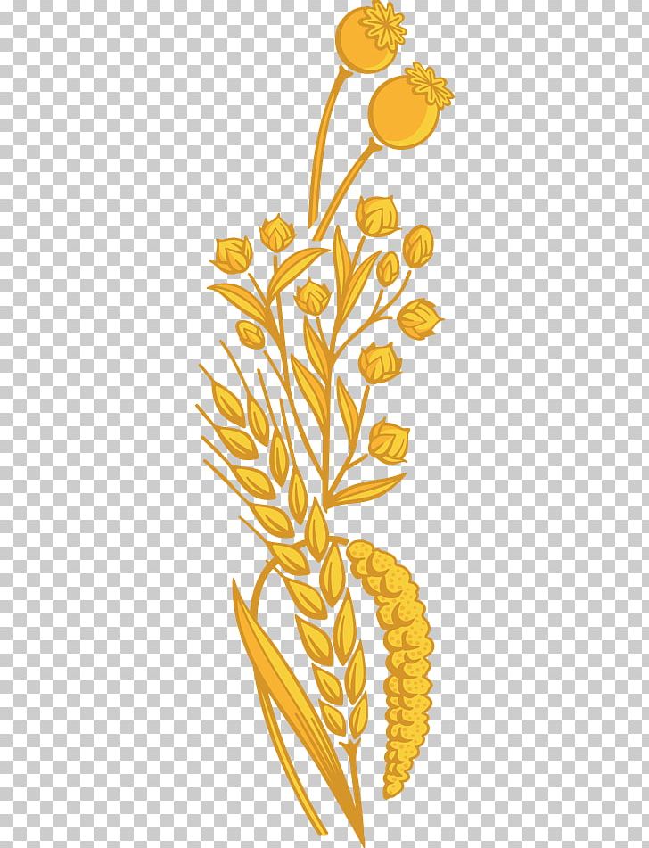 Grasses Food Plant Stem PNG, Clipart, Branch, Commodity, Family, Flora, Flower Free PNG Download