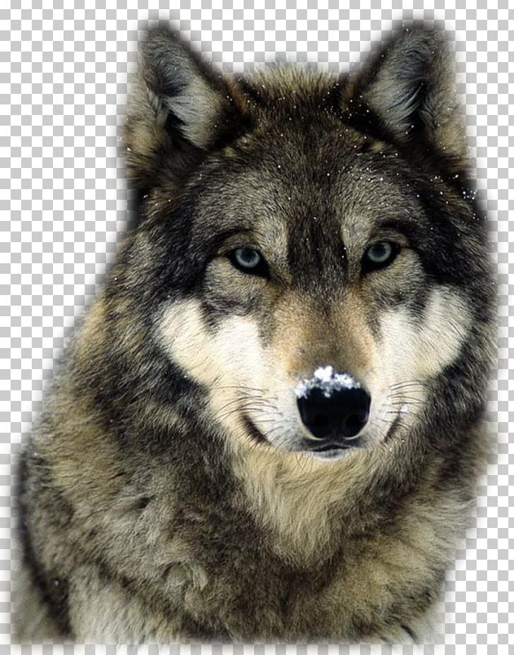 Arctic Wolf Pack Territory Red Wolf PNG, Clipart, Animal, Animals, Canis Lupus Tundrarum, Carnivoran, Czechoslovakian Wolfdog Free PNG Download