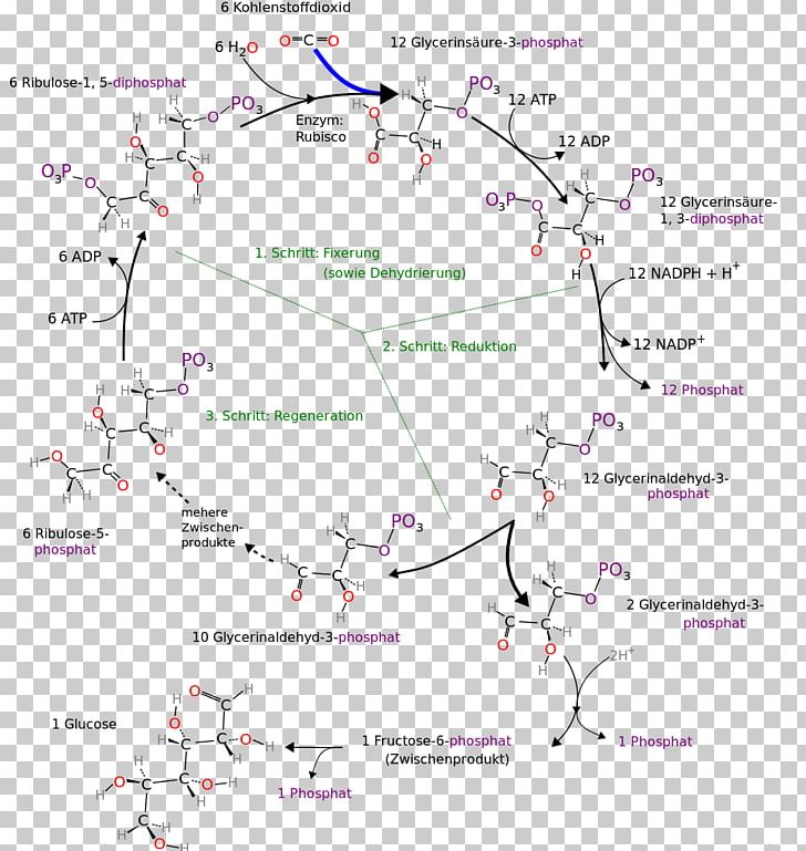 Calvin Cycle Citric Acid Cycle Metabolism Anabolism Photosynthesis PNG, Clipart, 3phosphoglyceric Acid, Anabolism, Angle, Area, Biochemistry Free PNG Download