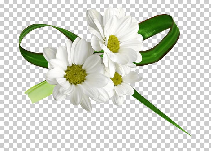 Common Daisy Chamomile Cut Flowers PNG, Clipart, Chamomile, Common Daisy, Cut Flowers, Download, Flower Free PNG Download