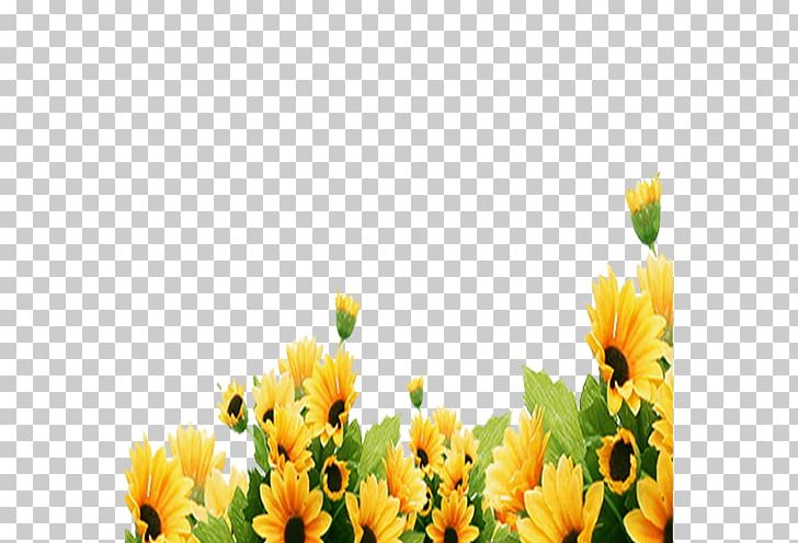 Common Sunflower Kuaci PNG, Clipart, Annual Plant, Computer Wallpaper, Daisy Family, Download, Euclidean Vector Free PNG Download