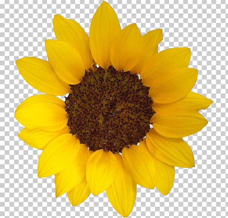 Common Sunflower Sunflower Seed Daisy Family Photography PNG, Clipart, Budi Daya, Common Sunflower, Daisy Family, Flower, Flowering Plant Free PNG Download