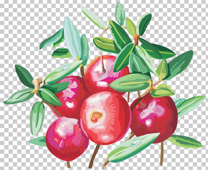 Cranberry Lingonberry Food PNG, Clipart, Acerola Family, Apple, Auglis, Berry, Bilberry Free PNG Download