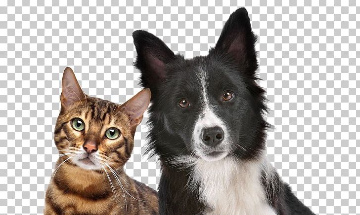 Dog–cat Relationship Dog–cat Relationship Pet Microchip Implant PNG, Clipart, Cat, Cat Like Mammal, Cat Meat, Companion Dog, Dog Free PNG Download